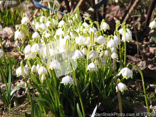 Image of may flowers