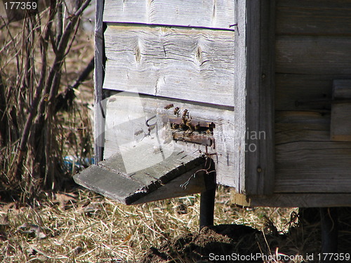 Image of bees