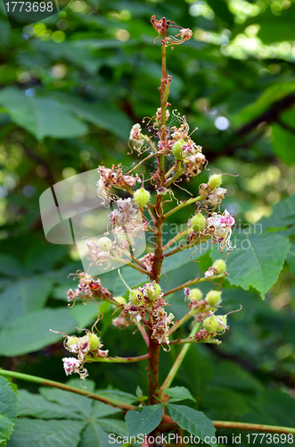 Image of Closeup of small deflorated conker tree fruit set. 