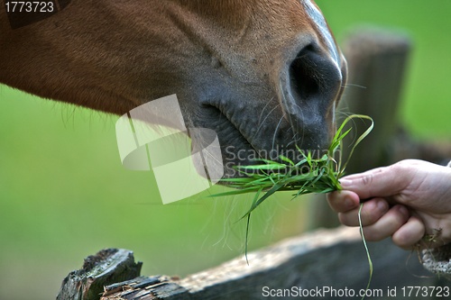 Image of Horse Eating Grass