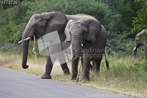 Image of African Elephant's