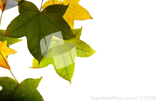 Image of Leaves Isolated on White Background