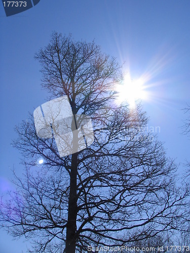 Image of sun and tree