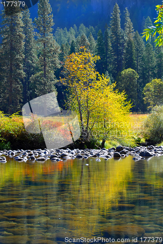 Image of Colorful tree and foliage reflecting into the Merced River in Yo