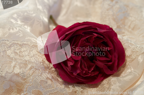 Image of red rose on satin and lace