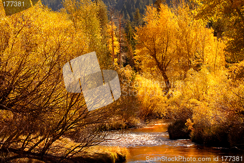 Image of Golden fall colors reflecting into stream in the Yosemite Valley