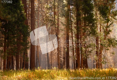 Image of Moody forest with mist among the trees