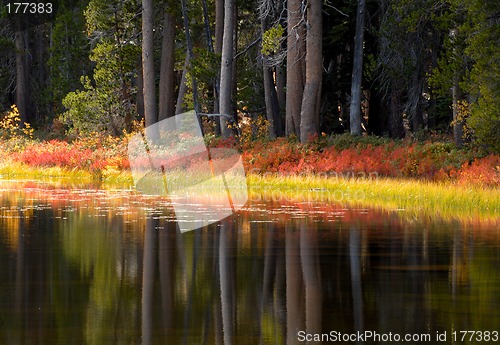 Image of Trees and foliage reflecting their fall colors into a Yosemite p