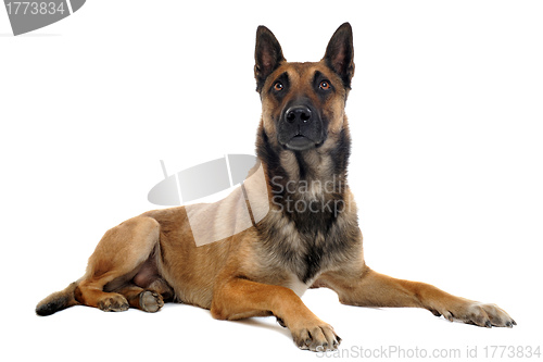 Image of malinois