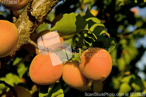 Image of apricot