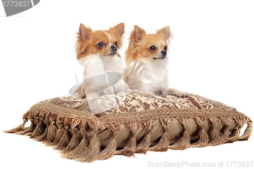 Image of couple of chihuahua
