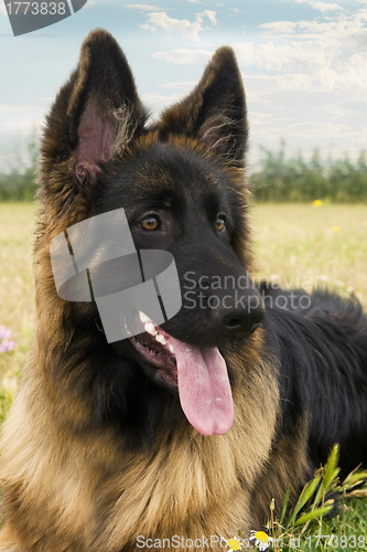 Image of german shepherd