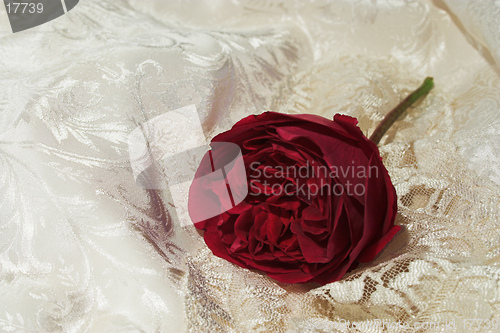 Image of satin lace and red rose 2