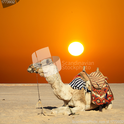 Image of camel sits
