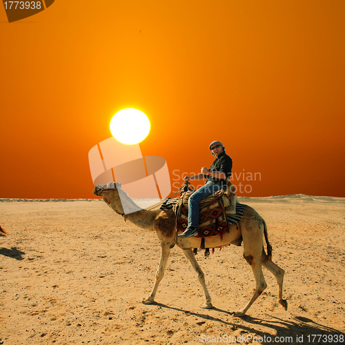 Image of with the camel in the desert