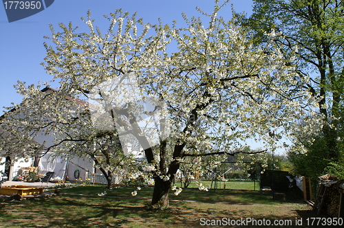 Image of garden in spring