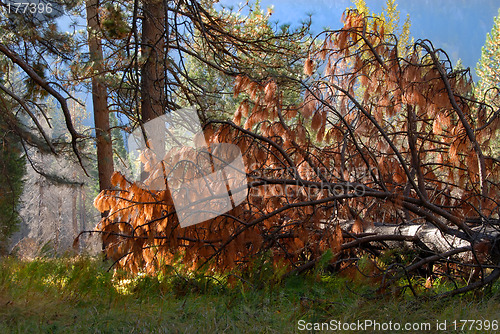 Image of Fallen pine tree in forest