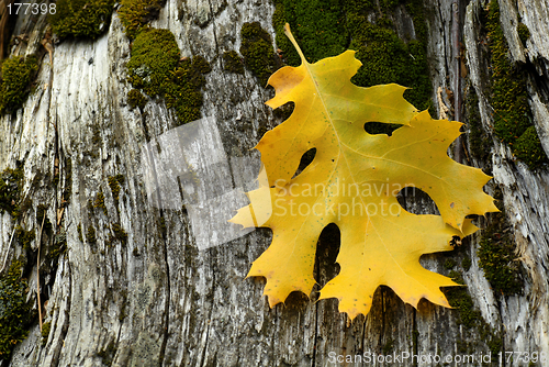 Image of Golden leaf resting on weathered tree stump