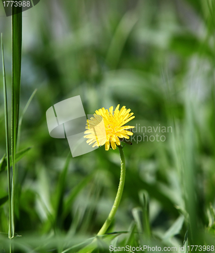 Image of one yellow dandelion