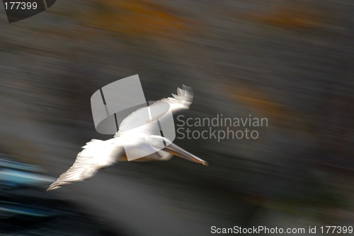 Image of Pelican in flight showing motion