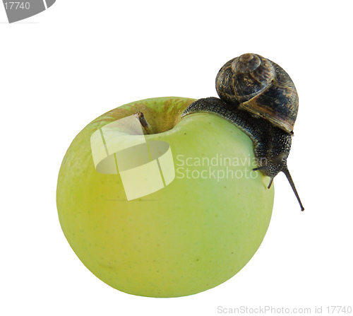 Image of snail and apple