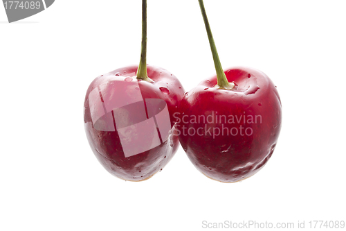 Image of Fresh Cherry