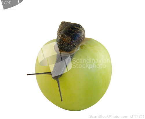 Image of Snail and apple