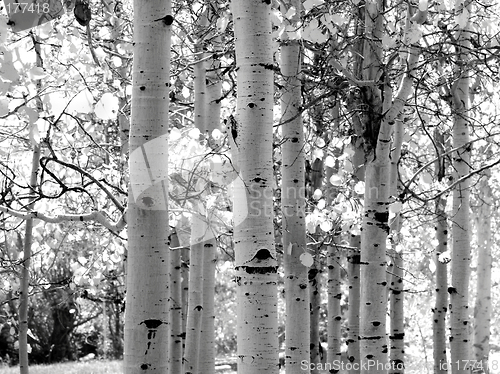 Image of Black and white image of Aspen trees