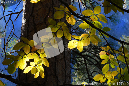 Image of Sun streaming through forest lighting leaves of a tree