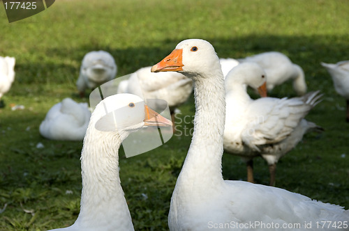 Image of Free range geese