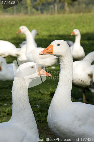 Image of Free range geese