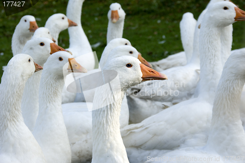 Image of Free range geese