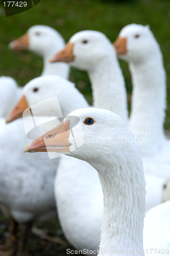 Image of Free range geese