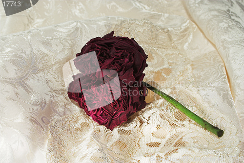 Image of withered rose