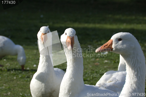 Image of Free range geese