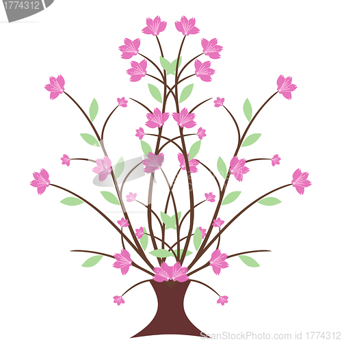 Image of Cherry Blossom