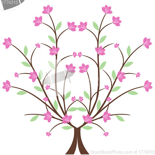 Image of Cherry Blossom