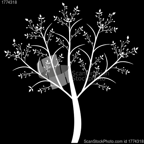 Image of Olive Tree