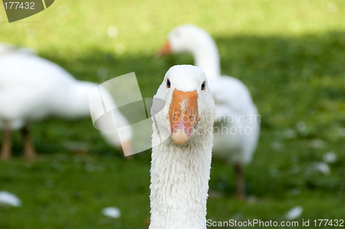 Image of Free range geese