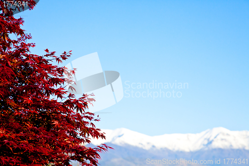 Image of Red tree with Alps background