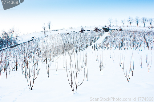 Image of Tuscany: wineyard in winter