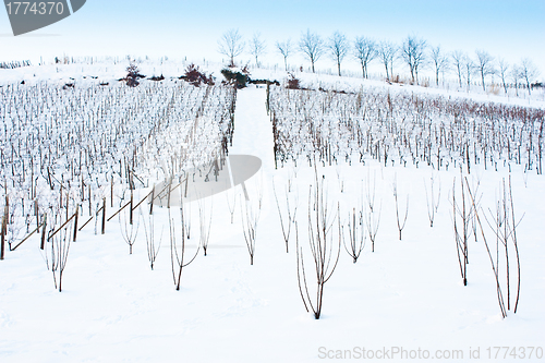 Image of Tuscany: wineyard in winter