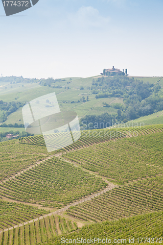 Image of Tuscany vineyard