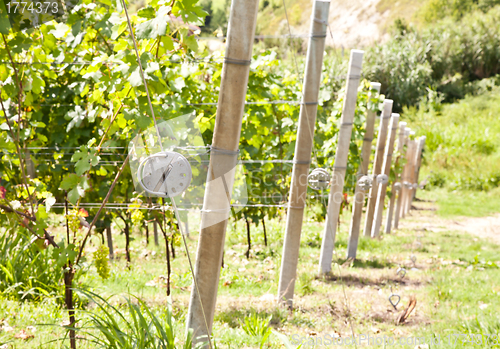 Image of Italy - Piedmont region. Barbera vineyard