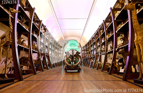 Image of Nature Museum interior