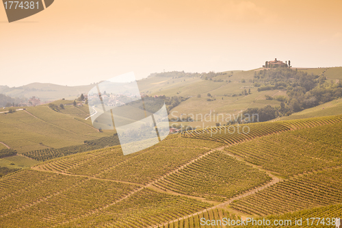 Image of Tuscany vineyard