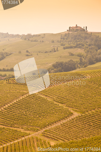 Image of Tuscany vineyard