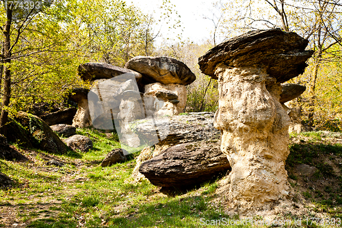 Image of Imaginative forest landscape