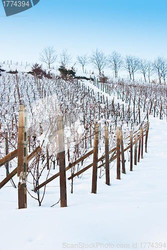 Image of Tuscany: wineyard in winter