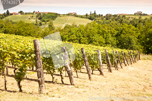 Image of Italy - Piedmont region. Barbera vineyard